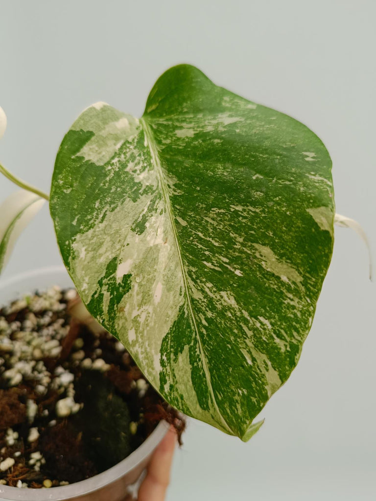 Baby plant of monstera deliciosa variegata albno