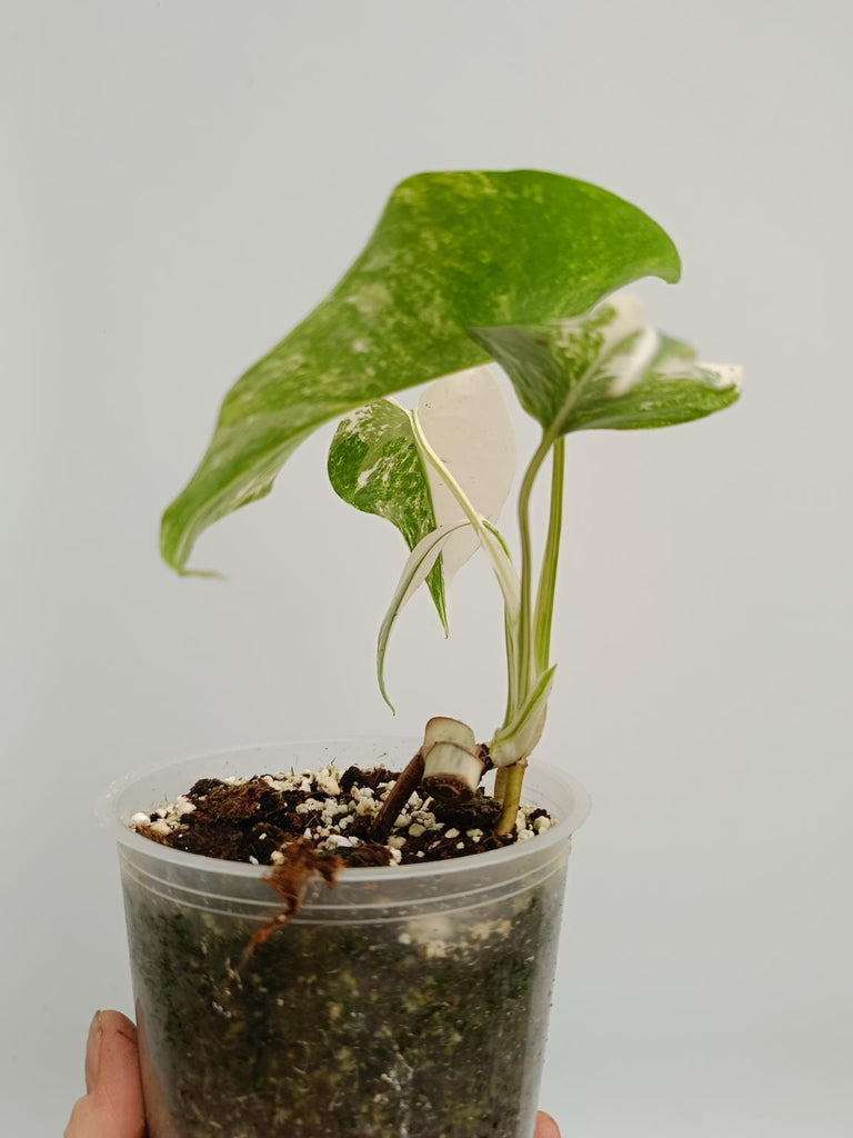 Baby plant of monstera deliciosa variegata albno