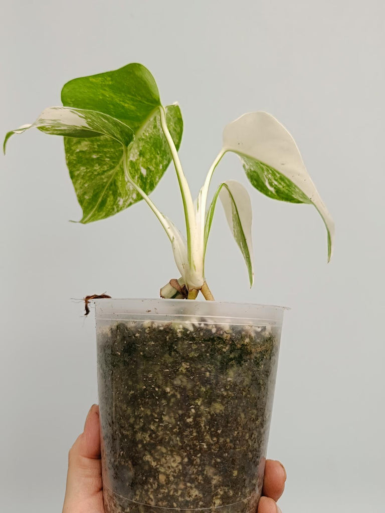 Baby plant of monstera deliciosa variegata albno