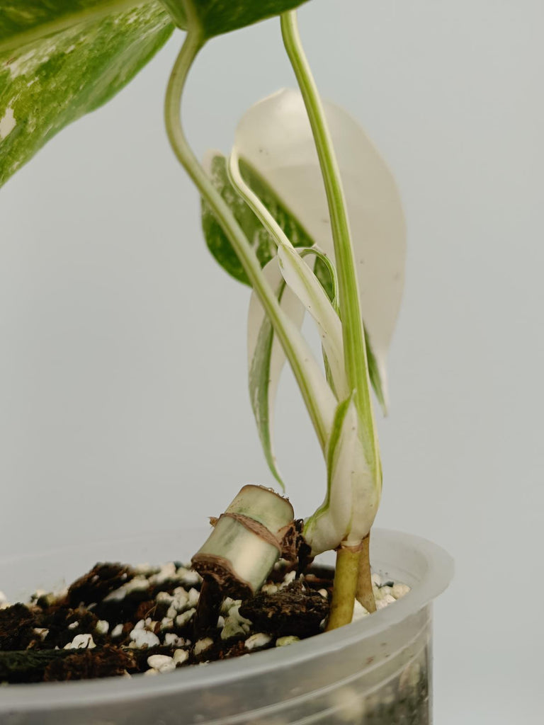 Baby plant of monstera deliciosa variegata albno