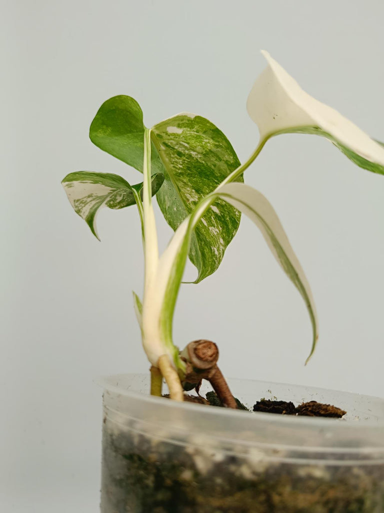 Baby plant of monstera deliciosa variegata albno