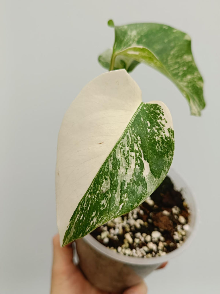 Baby plant of monstera deliciosa variegata albno