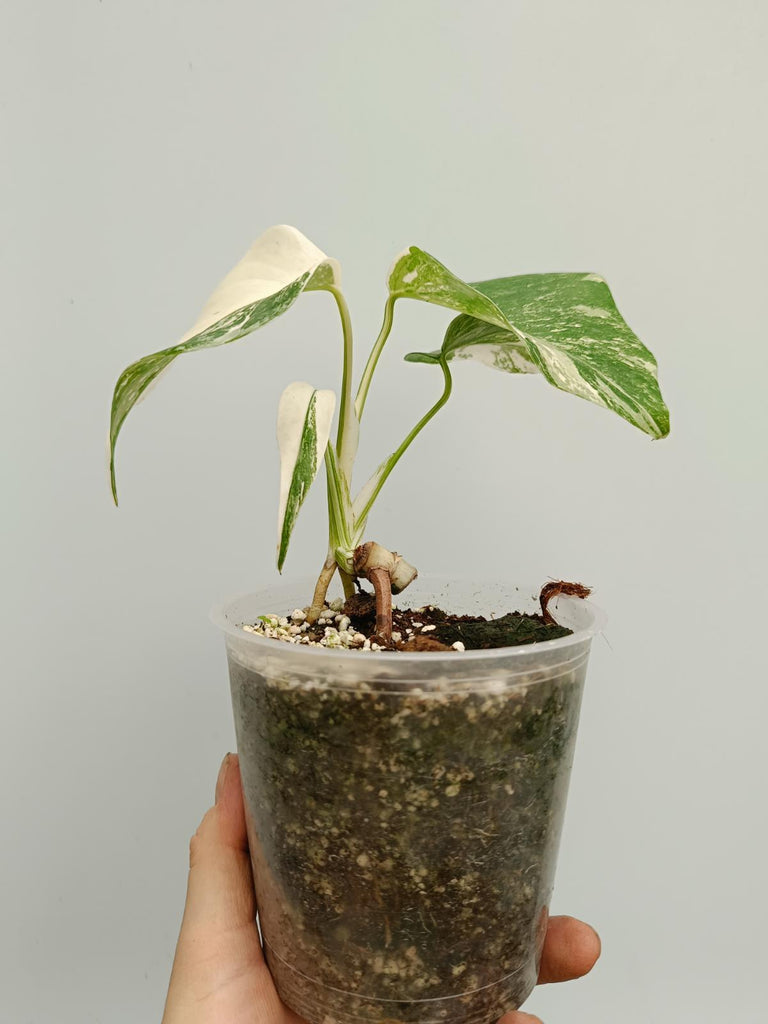 Baby plant of monstera deliciosa variegata albno