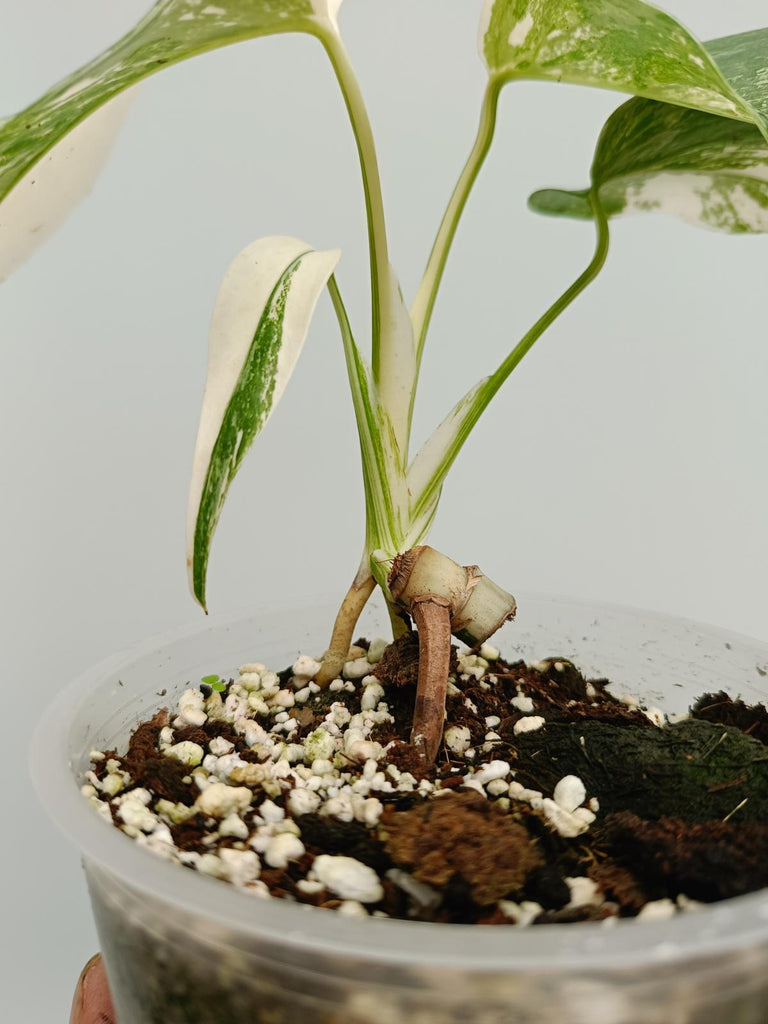 Baby plant of monstera deliciosa variegata albno