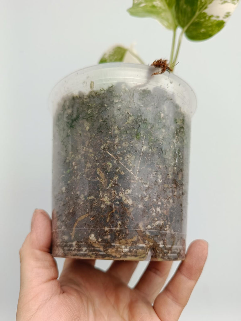 Baby plant of monstera deliciosa variegata albno