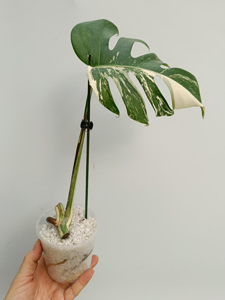 Cutting of monstera deliciosa variegata albno