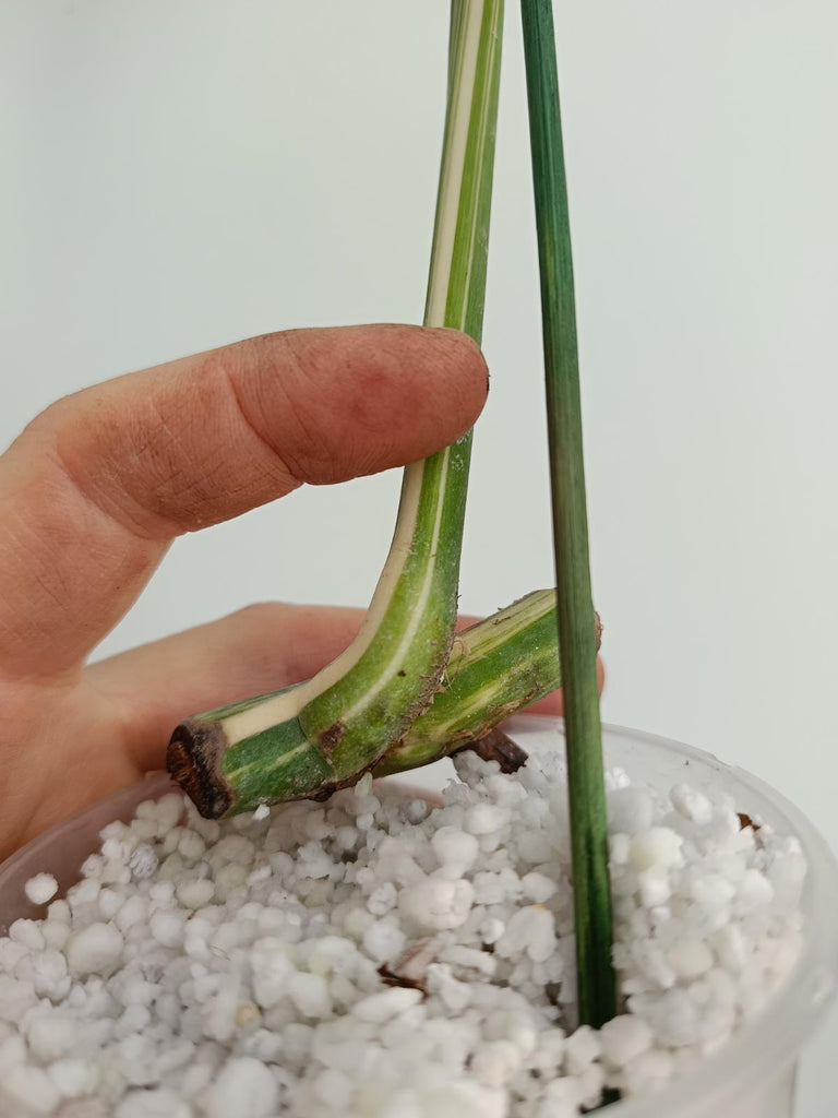 Cutting of monstera deliciosa variegata albno