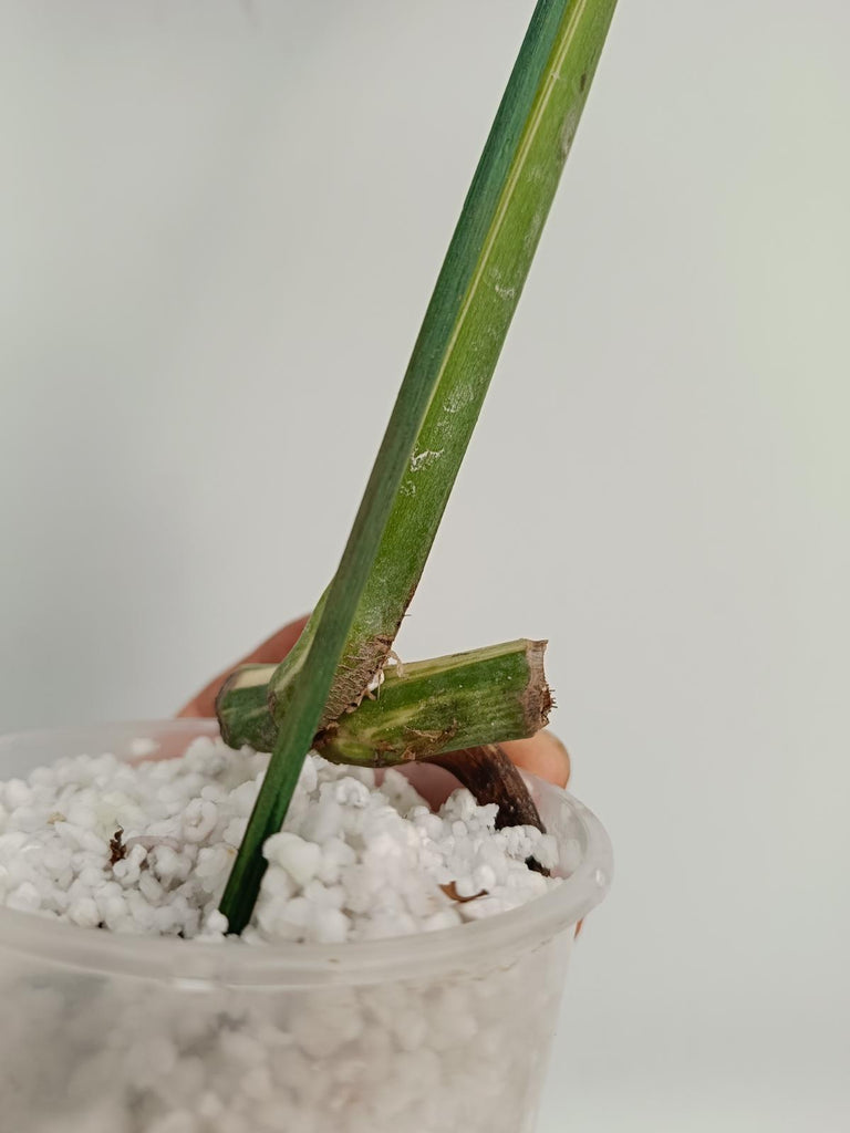 Cutting of monstera deliciosa variegata albno