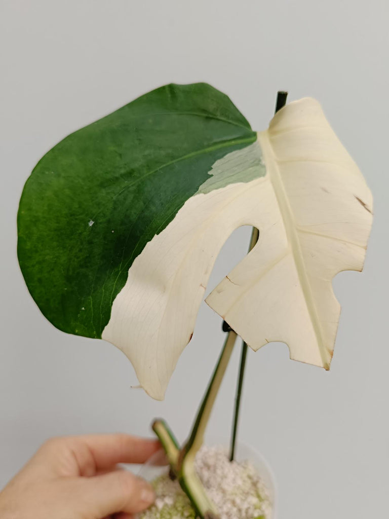 Cutting of monstera deliciosa variegata albno