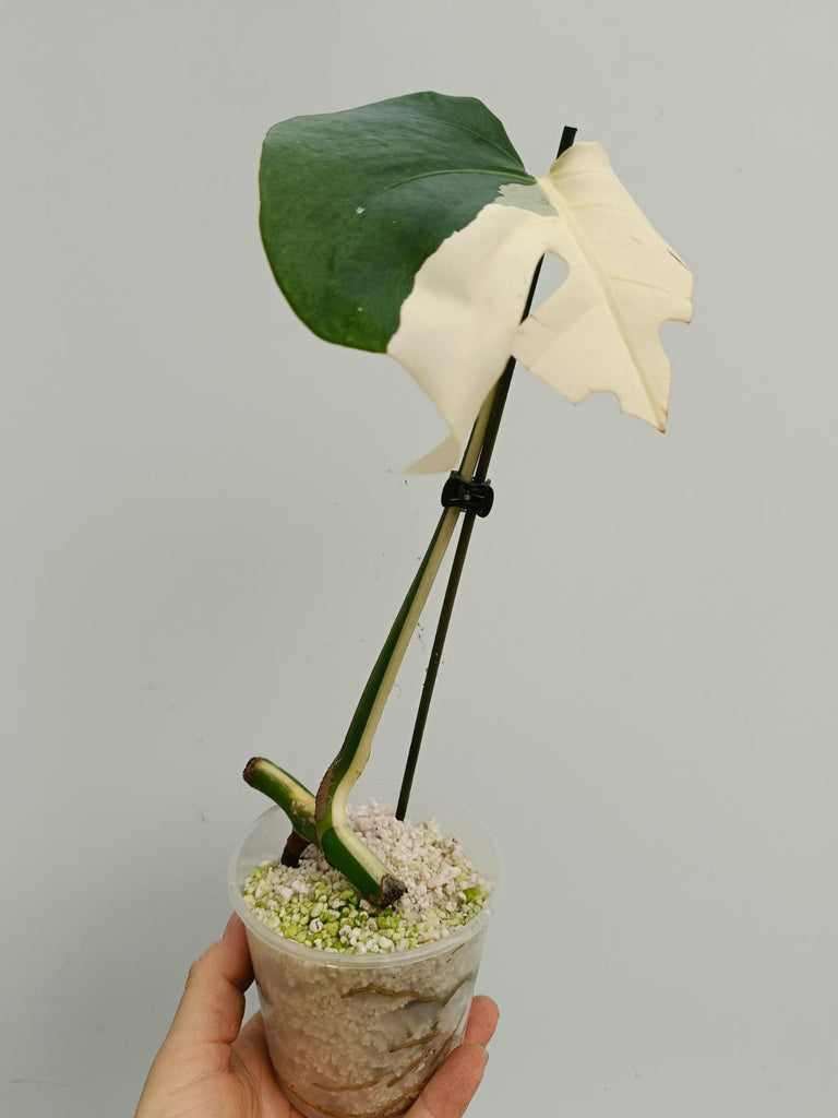 Cutting of monstera deliciosa variegata albno