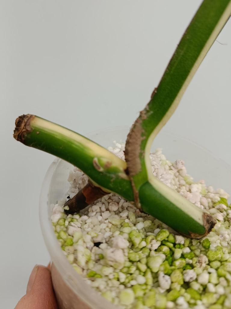 Cutting of monstera deliciosa variegata albno