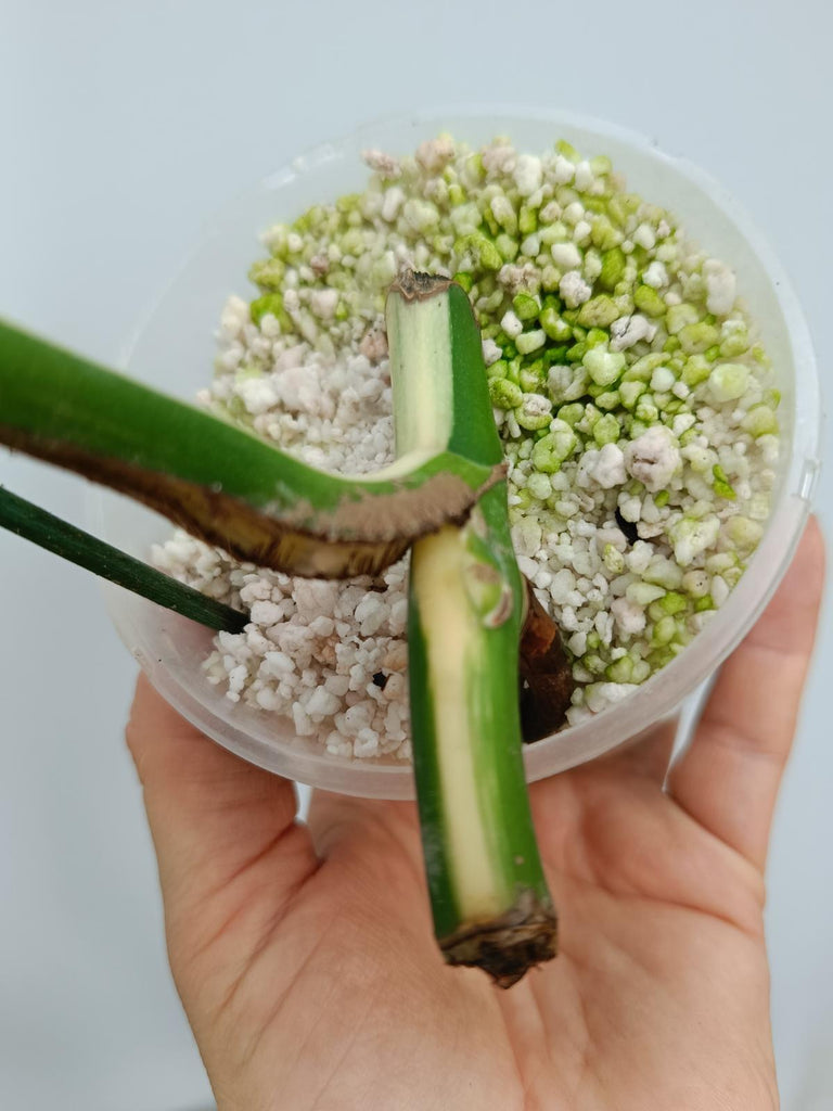 Cutting of monstera deliciosa variegata albno