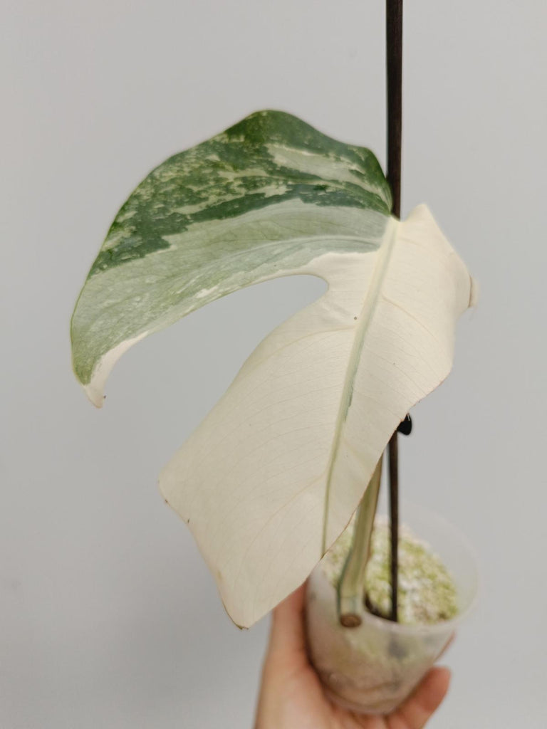 Cutting of monstera deliciosa variegata albno