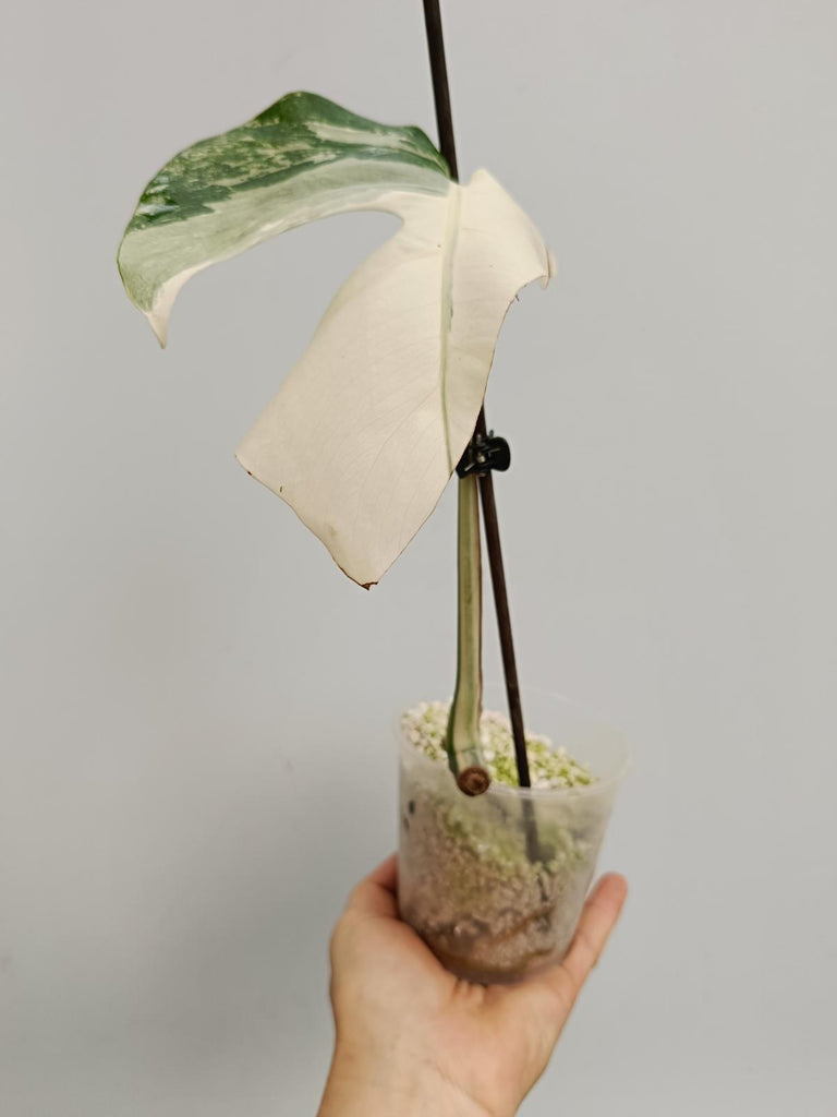 Cutting of monstera deliciosa variegata albno