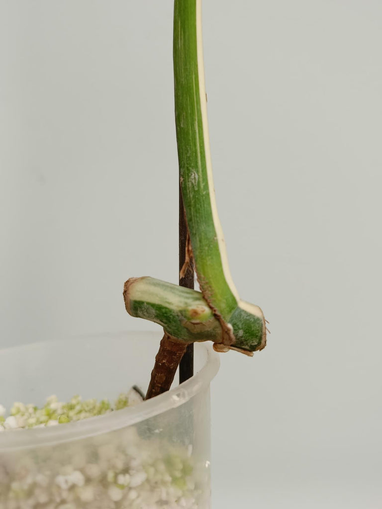 Cutting of monstera deliciosa variegata albno