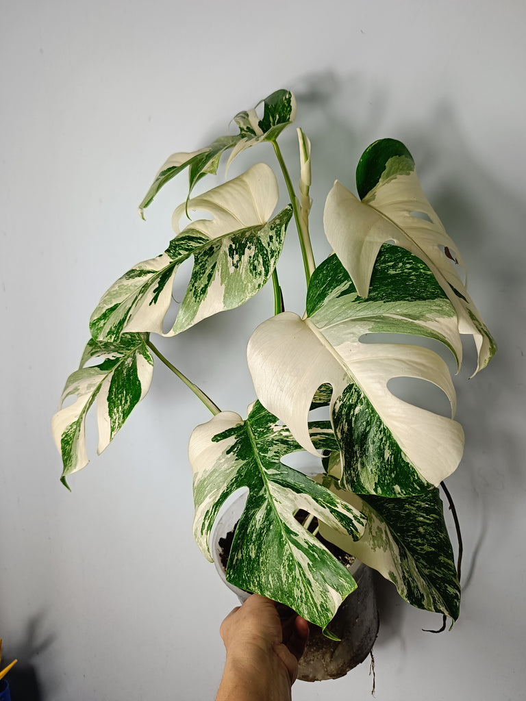 Monstera deliciosa variegata albo