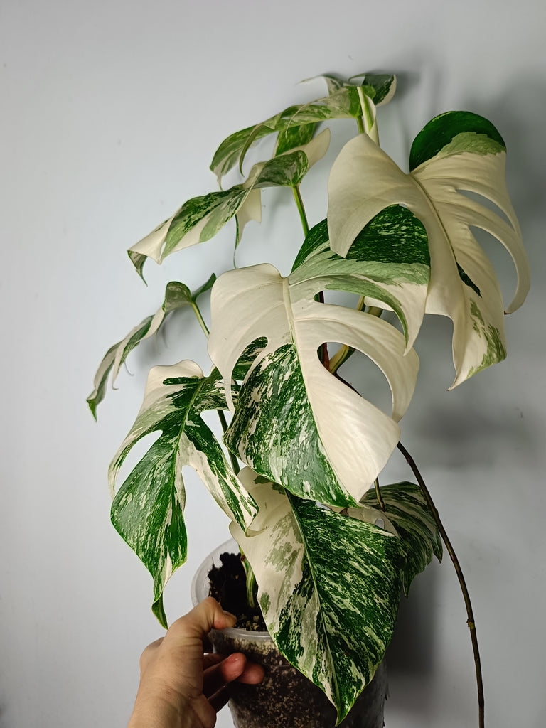 Monstera deliciosa variegata albo