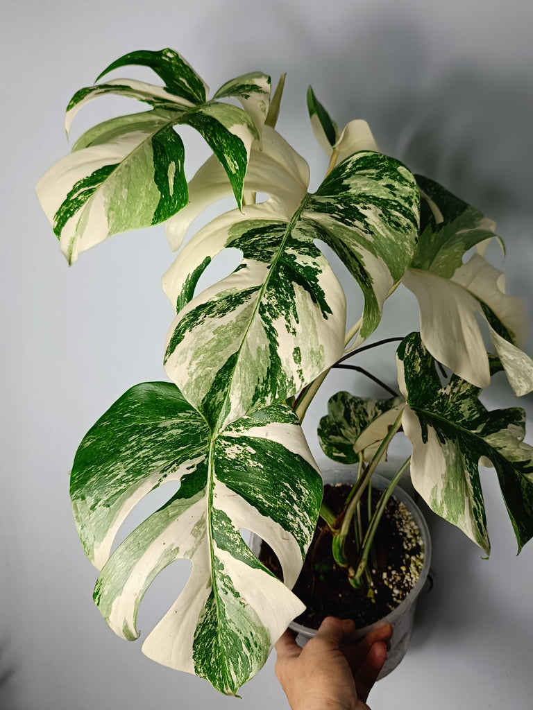 Monstera deliciosa variegata albo