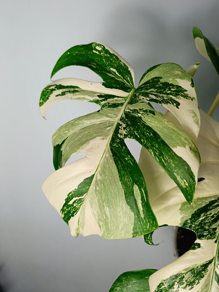 Monstera deliciosa variegata albo