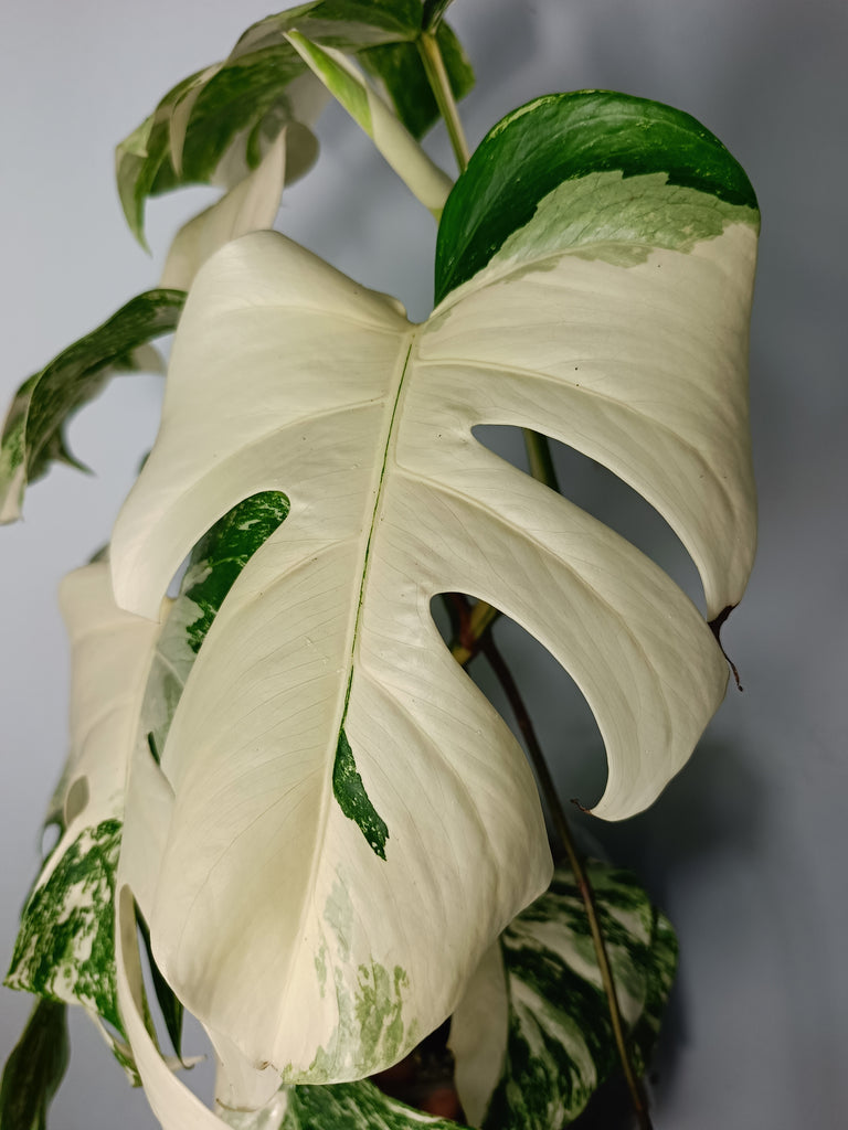 Monstera deliciosa variegata albo