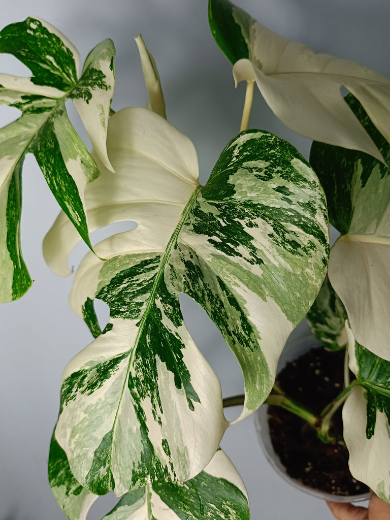 Monstera deliciosa variegata albo