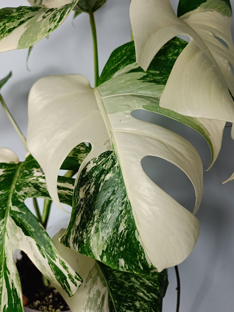 Monstera deliciosa variegata albo