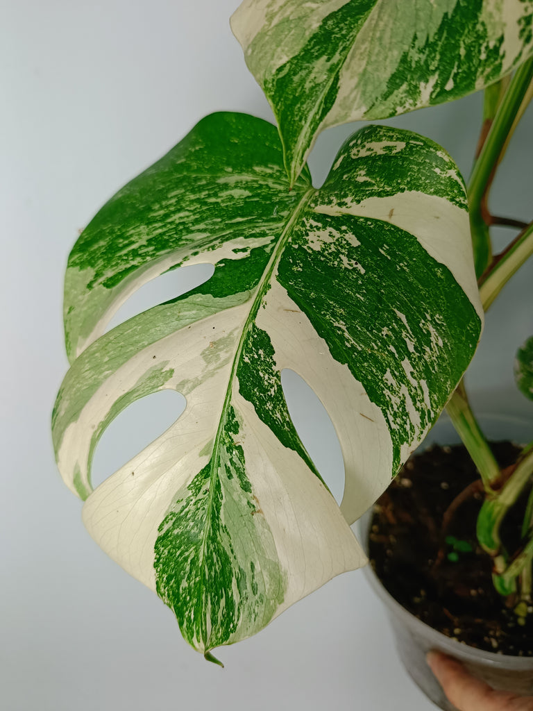 Monstera deliciosa variegata albo