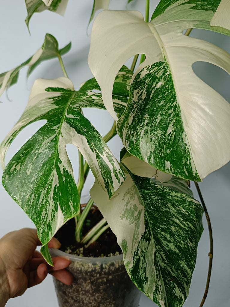 Monstera deliciosa variegata albo