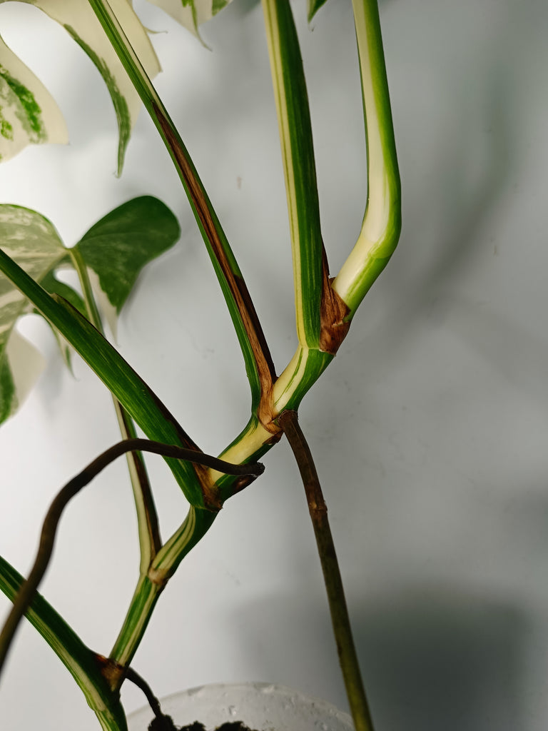 Monstera deliciosa variegata albo