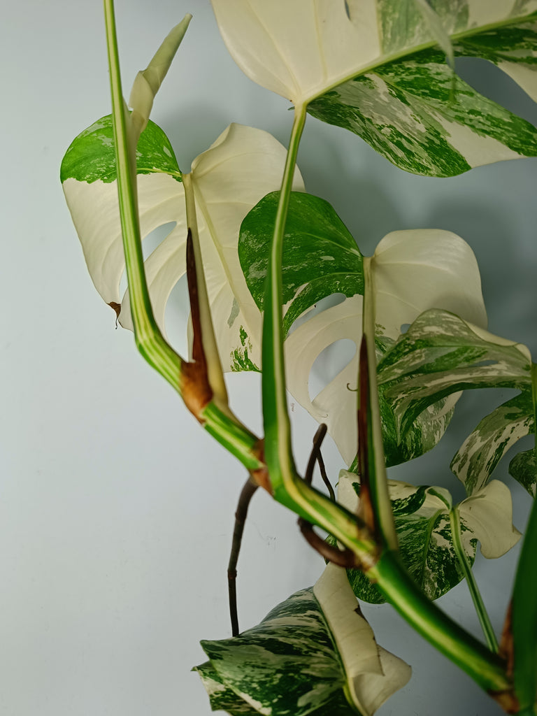 Monstera deliciosa variegata albo