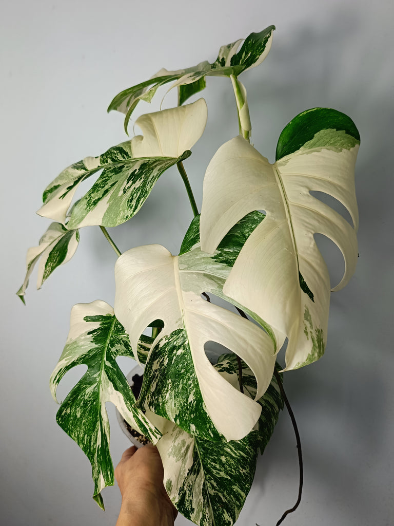 Monstera deliciosa variegata albo