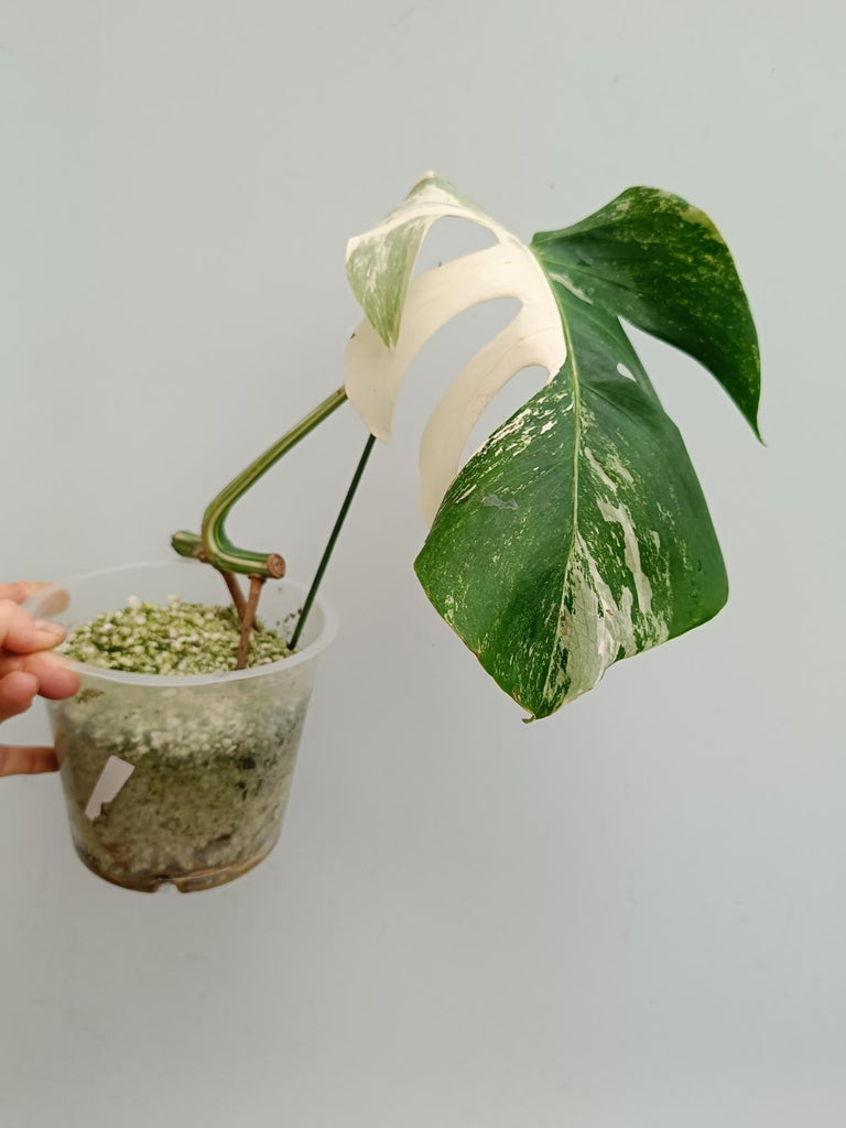 Cutting of monstera delciosa variegata albo