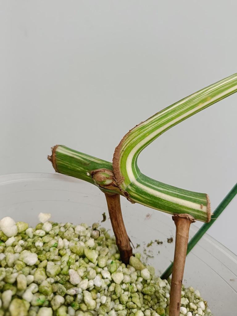 Cutting of monstera delciosa variegata albo