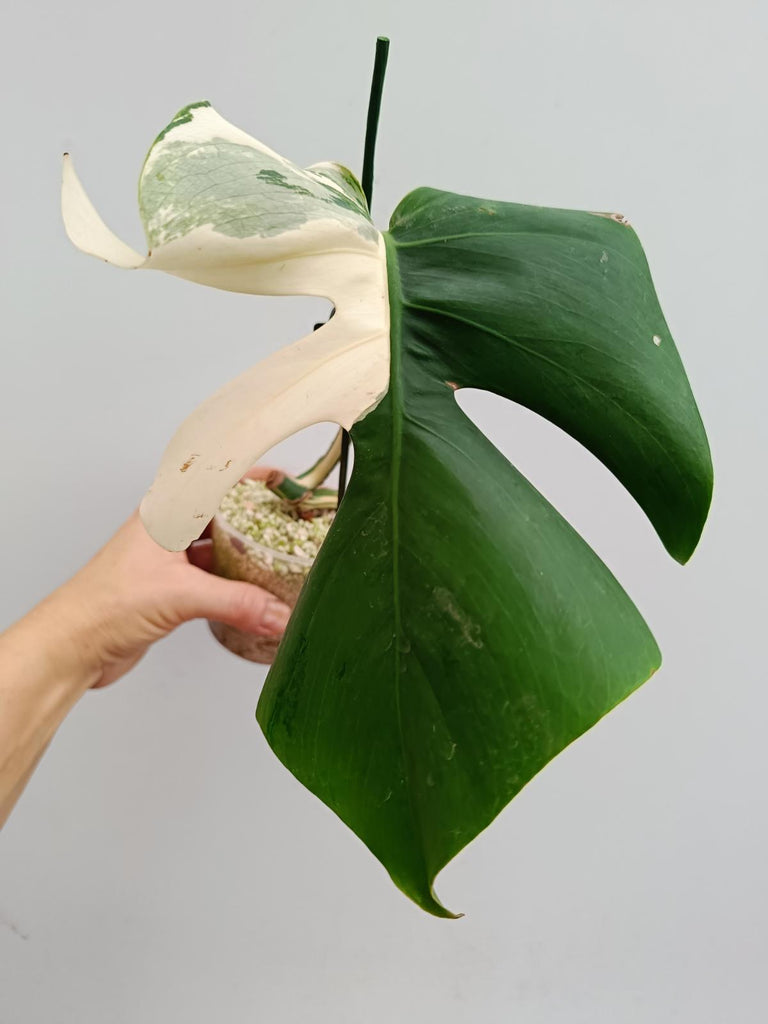 Cutting of monstera delciosa variegata albo