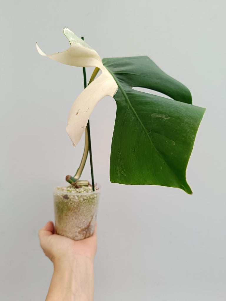 Cutting of monstera delciosa variegata albo