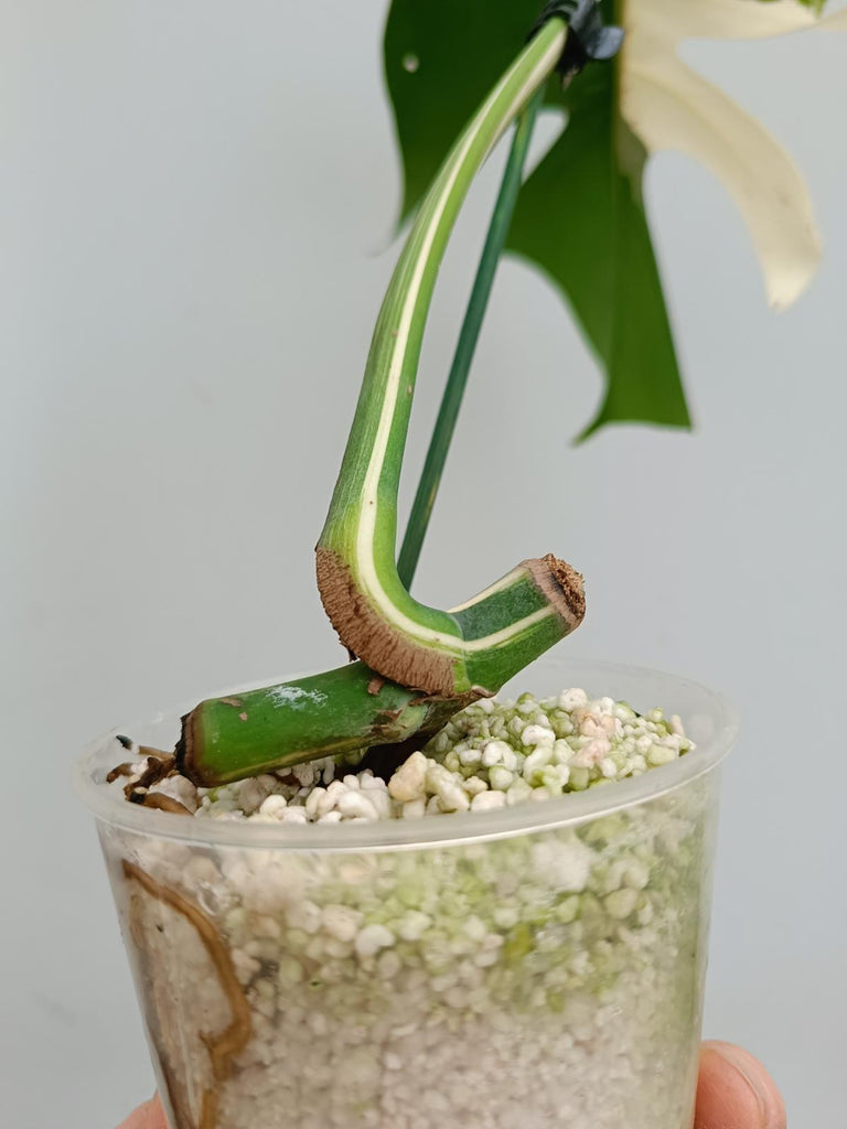 Cutting of monstera delciosa variegata albo