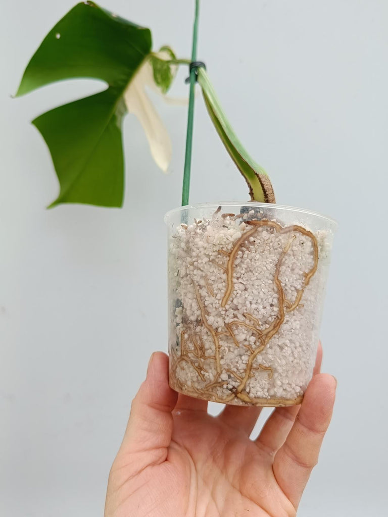 Cutting of monstera delciosa variegata albo