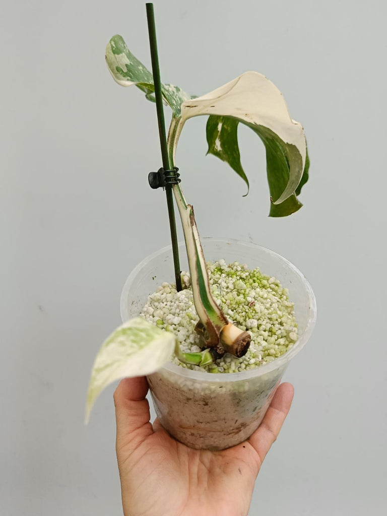 Cutting of monstera delciosa variegata albo