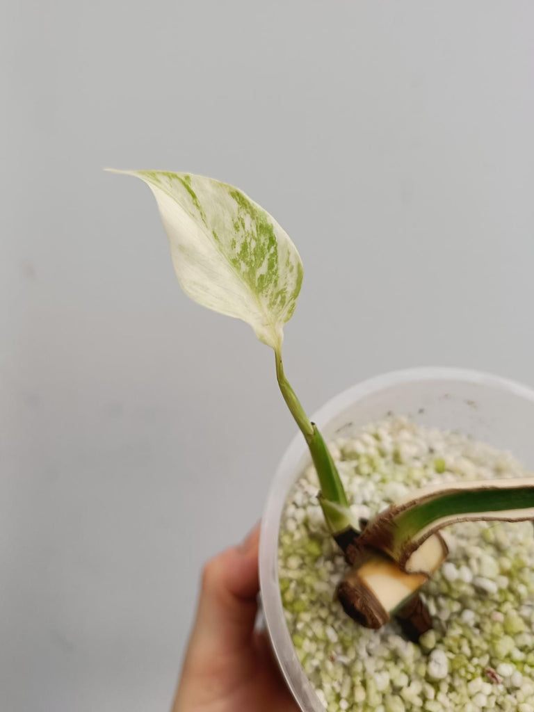 Cutting of monstera delciosa variegata albo