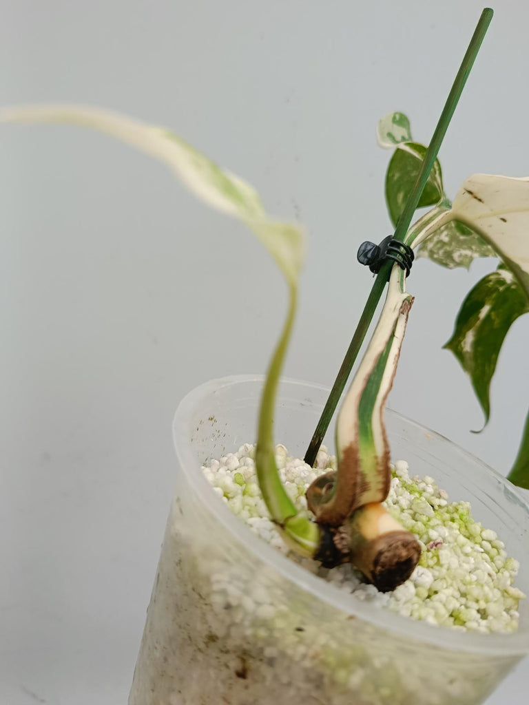 Cutting of monstera delciosa variegata albo