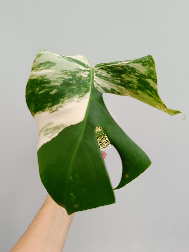 Cutting of monstera delciosa variegata albo