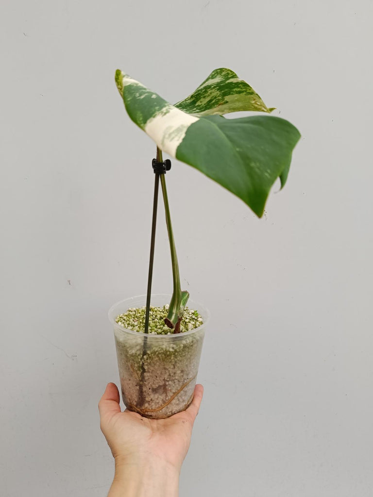 Cutting of monstera delciosa variegata albo