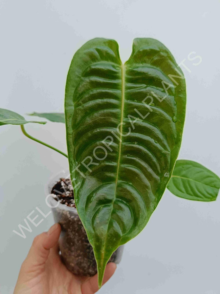 Anthurium veitchii