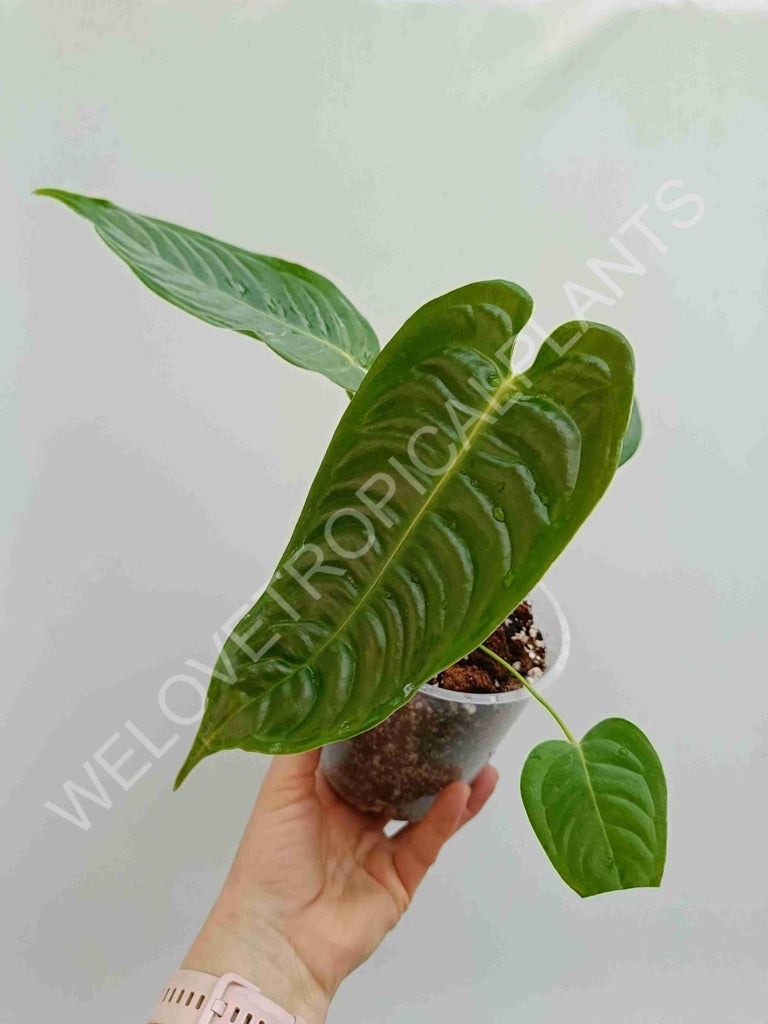 Anthurium veitchii