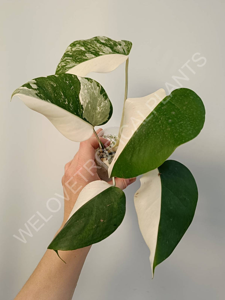 Monstera deliciosa variegata albo halfmoon