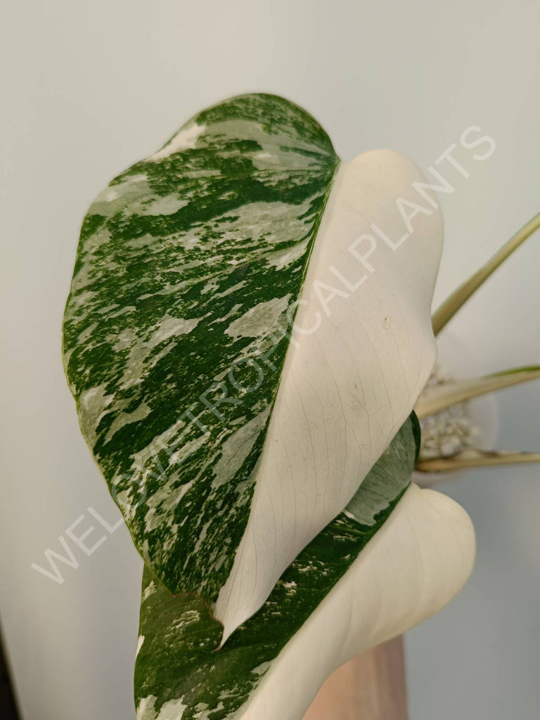 Monstera deliciosa variegata albo halfmoon