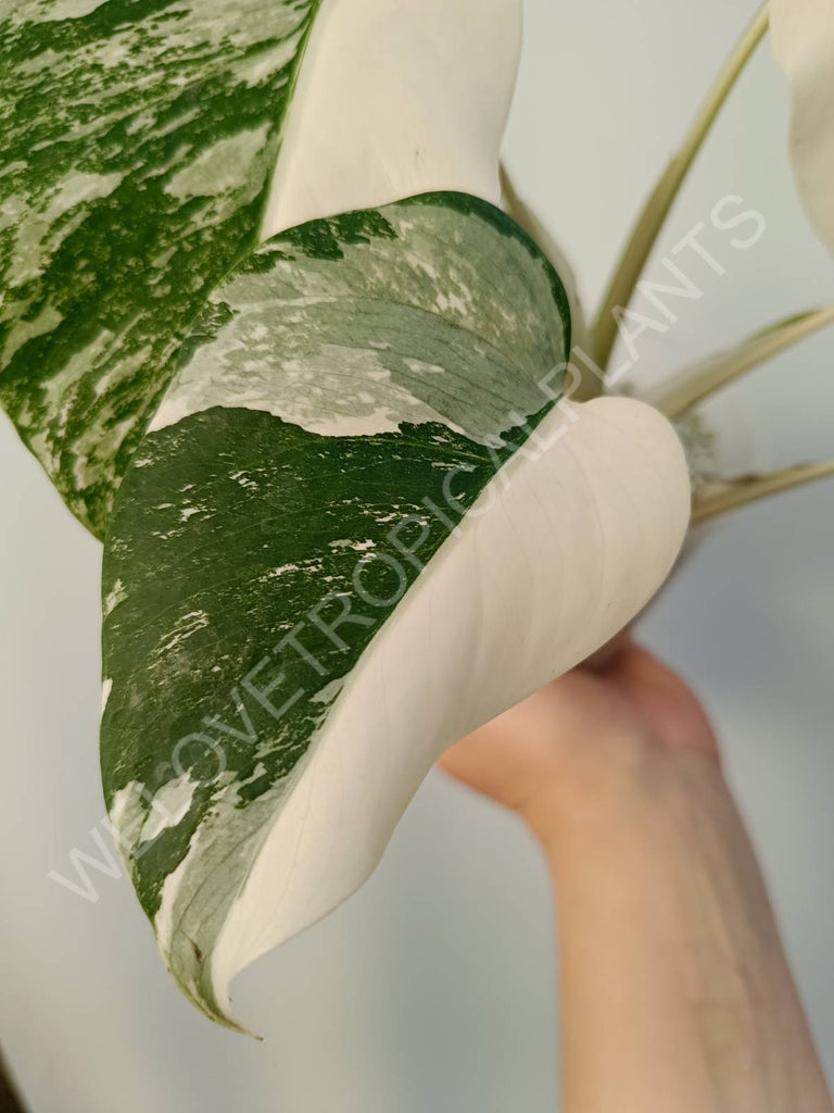 Monstera deliciosa variegata albo halfmoon