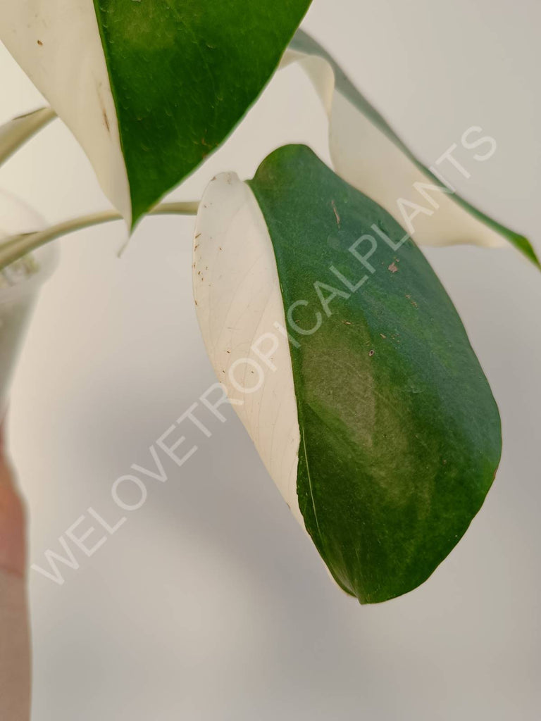 Monstera deliciosa variegata albo halfmoon