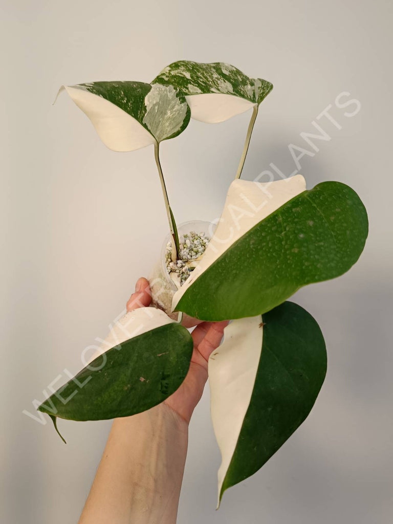 Monstera deliciosa variegata albo halfmoon