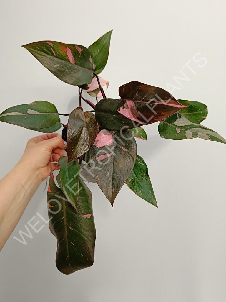 Philodendron pink princess